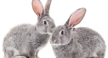 Jak se starat o králíky doma